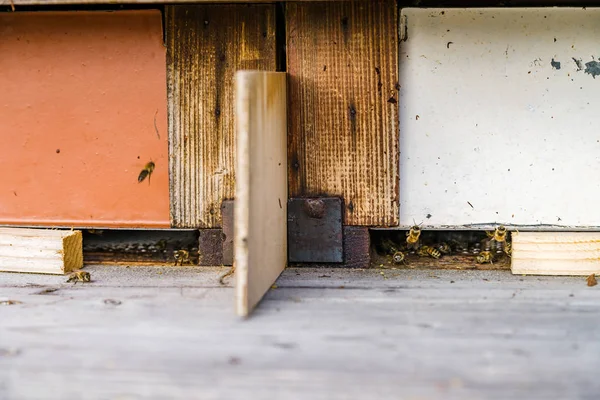 Primer plano de las abejas voladoras. Colmena de madera y abejas. —  Fotos de Stock