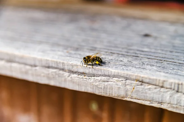 Close up of flying bees. Wooden beehive and bees. — Stock Photo, Image