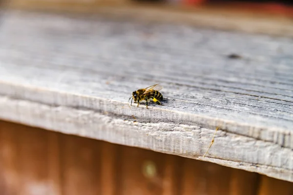 Primer plano de las abejas voladoras. Colmena de madera y abejas. — Foto de Stock