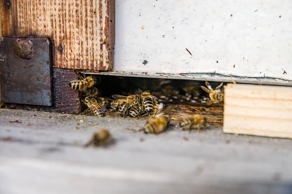 Close up of flying bees. Wooden beehive and bees. — Stock Photo, Image