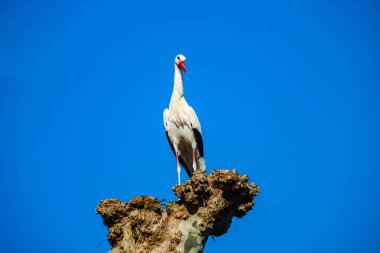 Güzel beyaz leylek mavi gökyüzü backgroung, sprin üzerinde yuva