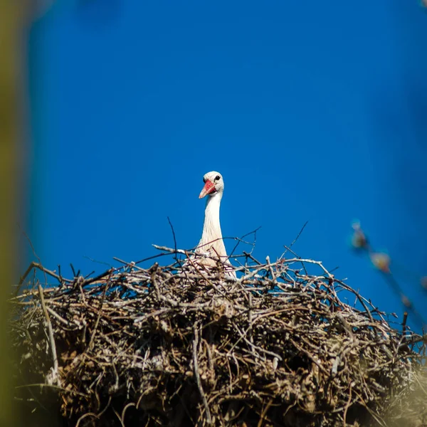 青空背景、sprin の巣に美しいコウノトリ — ストック写真