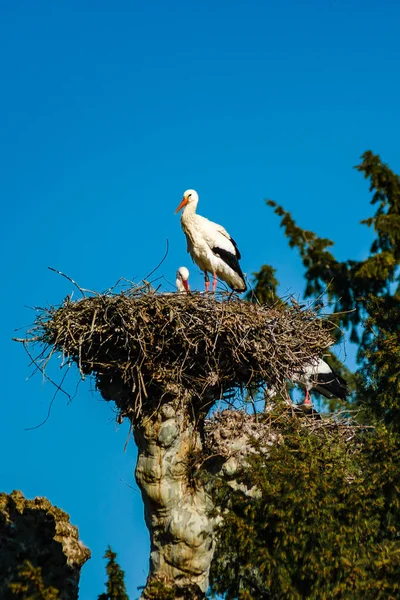 青空背景、sprin の巣に美しいコウノトリ — ストック写真