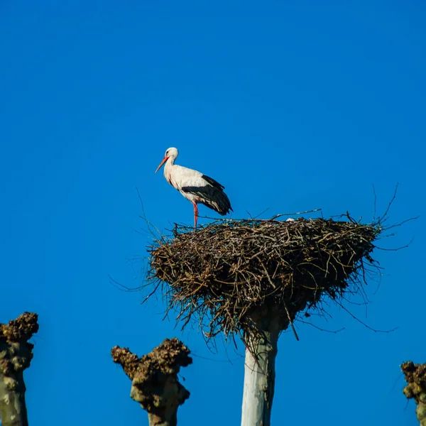 Hermosas cigüeñas blancas en el nido en el cielo azul backgroung, sprin — Foto de Stock