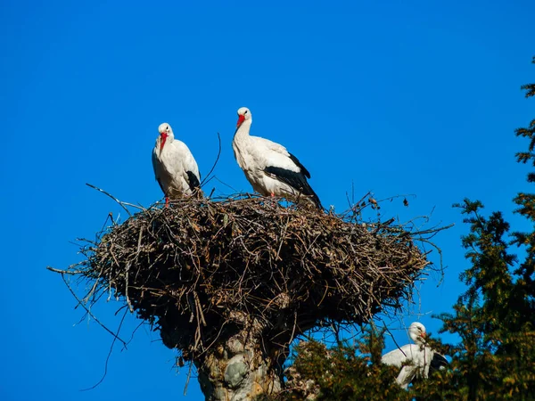 青空背景、sprin の巣に美しいコウノトリ — ストック写真