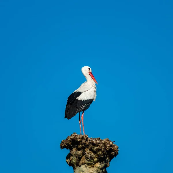 푸른 하늘 backgroung, sprin에 둥지에 아름 다운 백색 황새 — 스톡 사진