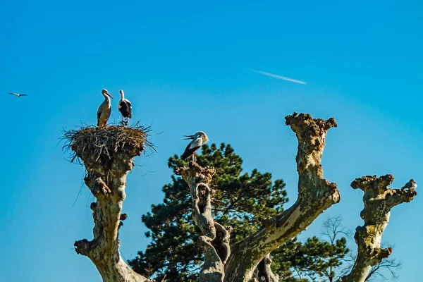 Beautiful white storks in the nest on blue sky backgroung, sprin — Stock Photo, Image