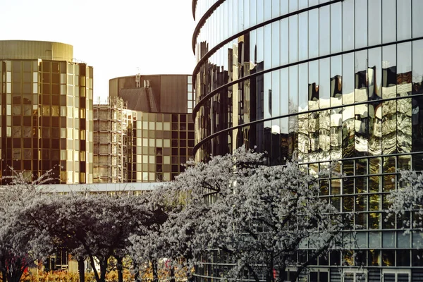 White blooming trees on modern buildings background, cityscape o — Stock Photo, Image