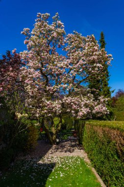 Yeşil çit ve güneş üzerinde güzel pembe Manolya