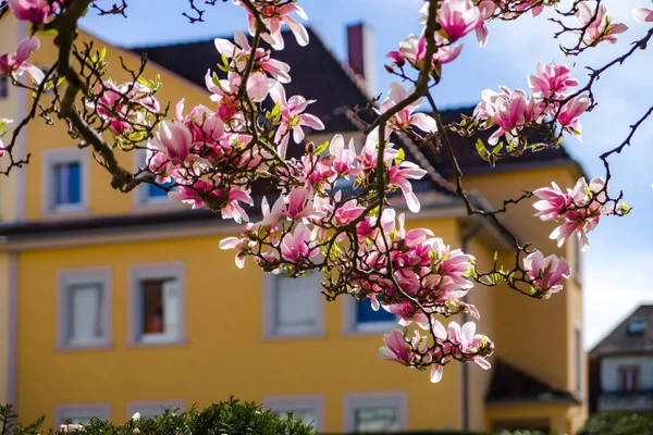 Beautiful pink magnolia on yellow house background — Stock Photo, Image