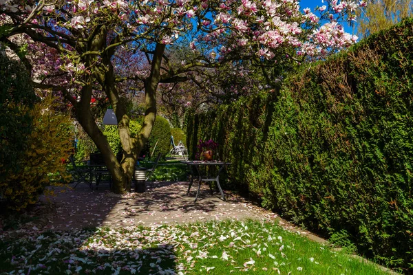 Зеленый забор и красивая розовая магнолия на солнце — стоковое фото
