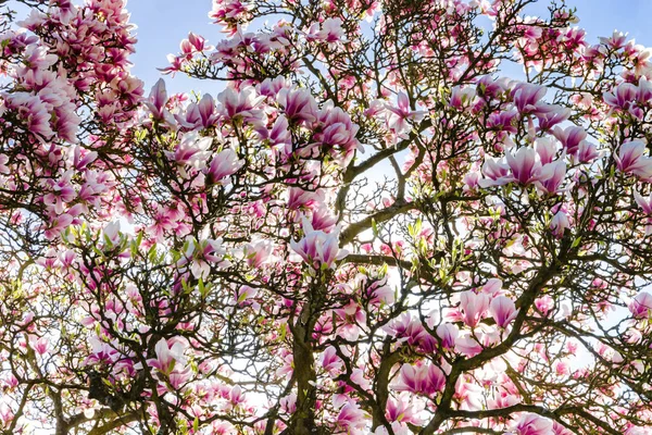 Magnolia rose magnifique sur fond de ciel bleu, journée ensoleillée — Photo