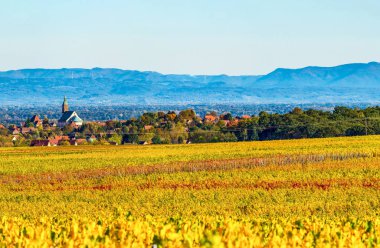 Sonbaharda Alsace 'ın güzel üzüm bağlarının panoramik manzarası.