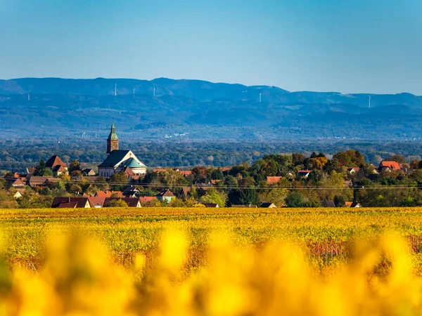 Sonbaharda üzümden sonra çok güzel sarı Alsace üzüm bağları. — Stok fotoğraf