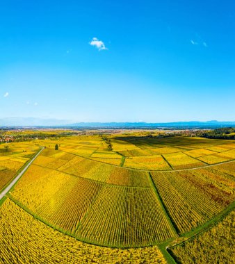 Sonbaharda Alsace 'ın güzel üzüm bağlarının panoramik manzarası.