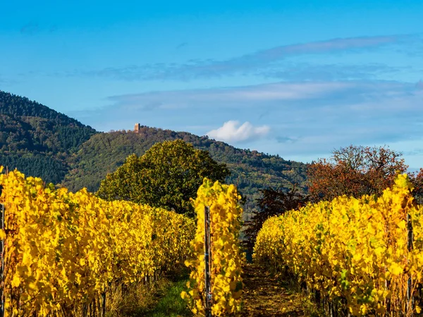 Molto belle vigne gialle Alsazia in autunno, dopo l'uva — Foto Stock
