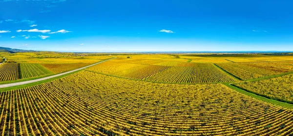 Sonbaharda Alsace 'ın güzel üzüm bağlarının panoramik manzarası. — Stok fotoğraf
