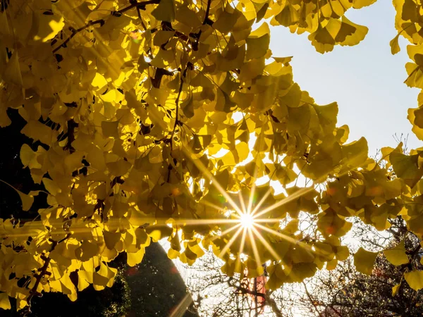 La couleur jaune vif des feuilles du ginkgo à travers — Photo