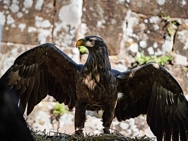 Huge eagle shot close-up of the flora and fauna of Vosges — Stock Photo, Image