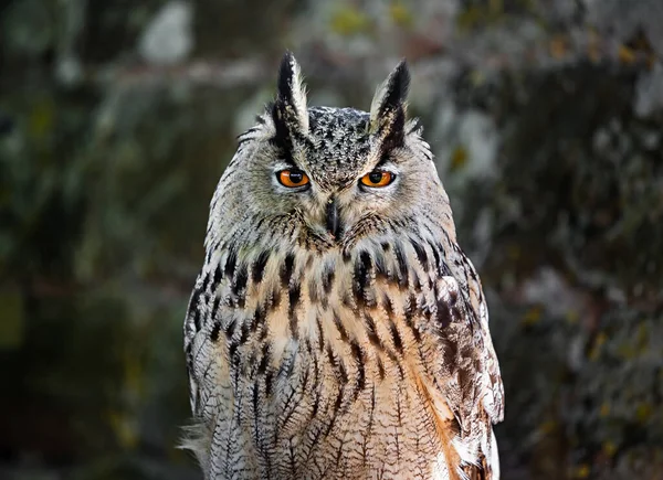 Huge owl closeup shot, flora and fauna of Vosges — Stock Photo, Image