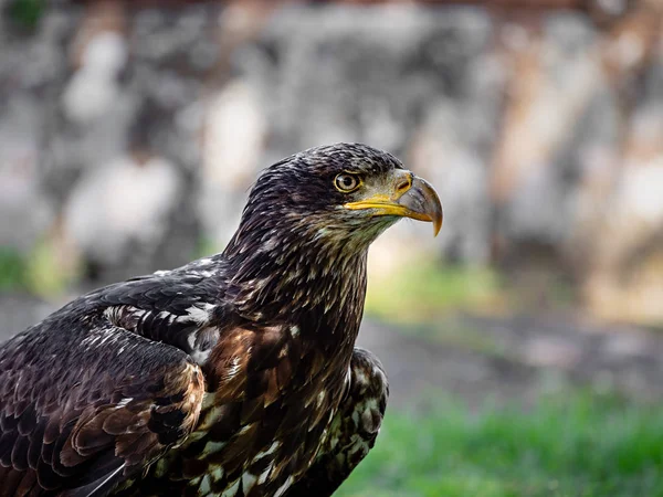 巨鹰近距离拍摄了Vosges的动植物群 — 图库照片