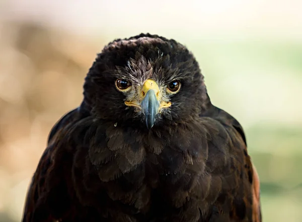 Enorme águila disparo primer plano de la flora y fauna de Vosgos —  Fotos de Stock