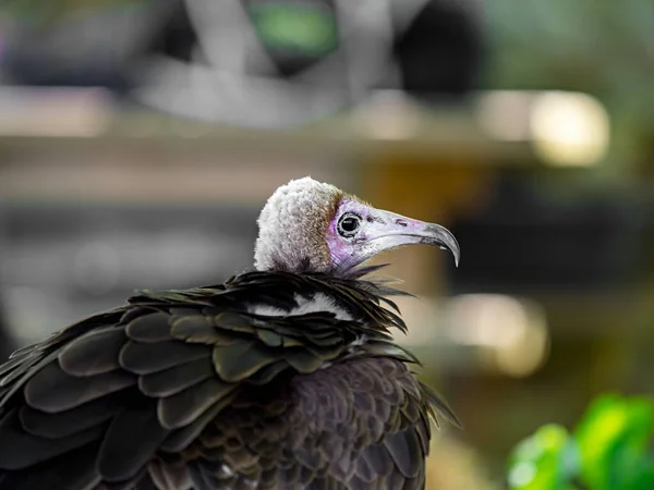 巨鹰近距离拍摄了Vosges的动植物群 — 图库照片