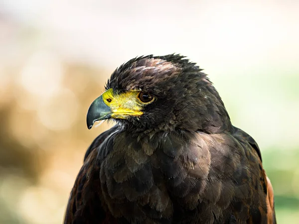 Enorme águila disparo primer plano de la flora y fauna de Vosgos —  Fotos de Stock