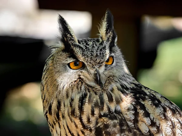 巨大なフクロウのクローズアップショット、植物や花瓶の動物 — ストック写真