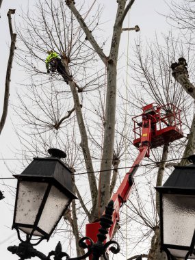 İşçiler kışın büyük uçak ağaçları keserler. Kaldırın, inşa edin.