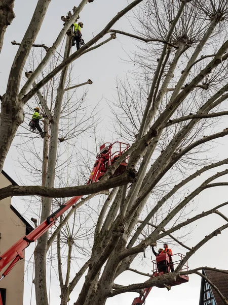 Зимой рабочие рубили огромные платановые деревья. Лифт, строительство e — стоковое фото