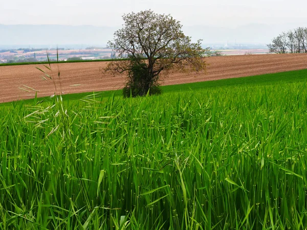 Kreuzung Von Asphaltierten Straßen Einem Sauberen Boden Grünes Gras Und — Stockfoto