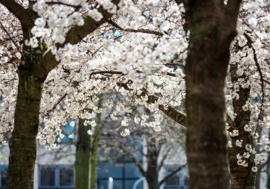 Strasbourg 'un güneşli parkında kirazlar açıyor. Bahar parklarının inanılmaz güzelliği. Fransa
