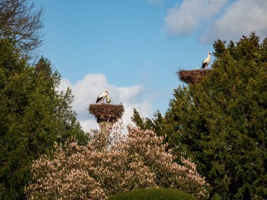 Beautiful white storks in the nest on blue sky backgroung, springtime, Strasbourg clipart