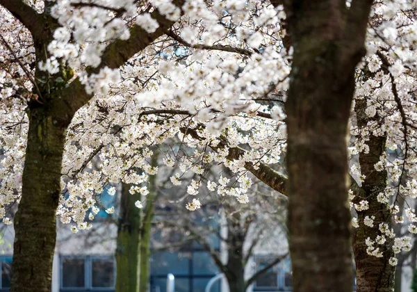 Strasbourg 'un güneşli parkında kirazlar açıyor. Bahar parklarının inanılmaz güzelliği. Fransa