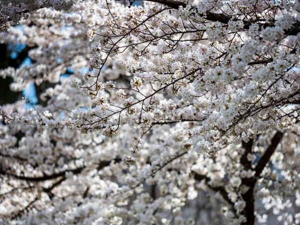 Cerezas Florecientes Soleado Parque Estrasburgo Increíble Belleza Los Parques Primavera —  Fotos de Stock