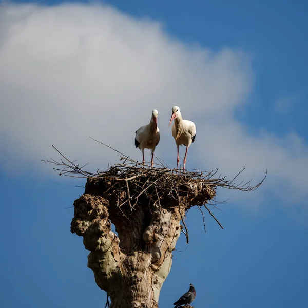 Beautiful White Storks Nest Blue Sky Backgroung Spring Strasbourg — стоковое фото