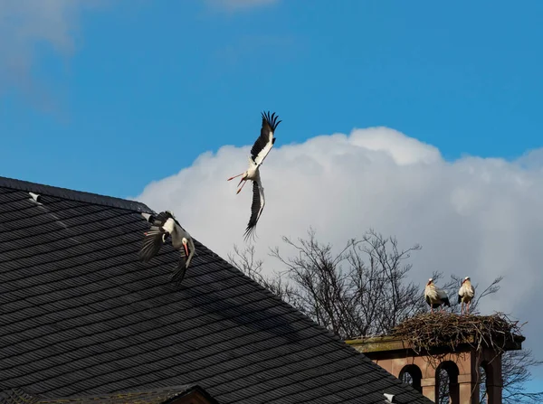 Beautiful White Storks Nest Blue Sky Backgroung Springtime Strasbourg — Stock Photo, Image