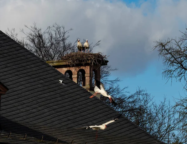 Beautiful White Storks Nest Blue Sky Backgroung Springtime Strasbourg — Stock Photo, Image