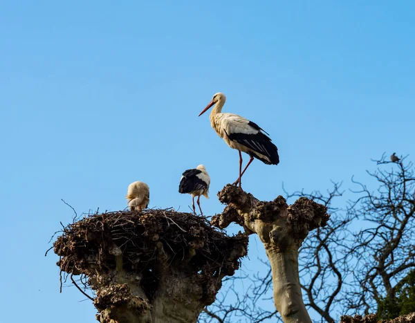 Belles Cigognes Blanches Dans Nid Sur Fond Ciel Bleu Printemps — Photo