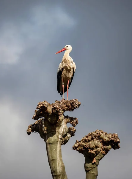 Beautiful White Storks Nest Blue Sky Backgroung Spring Strasbourg — стоковое фото