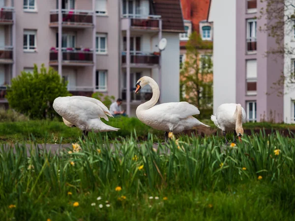 Los Cisnes Blancos Comen Hierba Césped Barrio Residencial Ciudad Junto —  Fotos de Stock