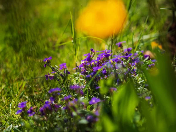 Bloeitijd Stad Zonnig Weer Straatsburg Het Comfort Schoonheid Van Een — Stockfoto