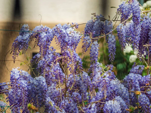 Fleur Glycine Superbes Lilas Rampants Météo Ensoleillée Strasbourg Confort Beauté — Photo