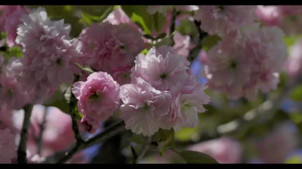 ストラスブール市で春の開花 見事な色 優しさと花の香り 落ち着きと美しさ — ストック動画