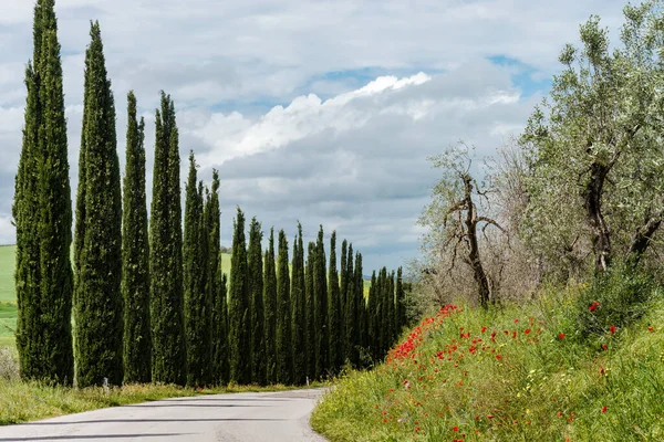 Fantastiskt Toskanskt Landskap Utgående Väg Inramad Cypresser Blooming Röda Vallmo — Stockfoto