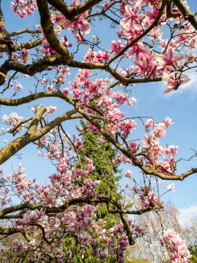 Strasbourg bahçelerinde büyüleyici pembe manolyalar çiçek açıyor. Kocaman narin çiçekler. Fransa