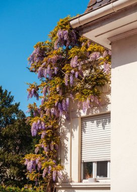 Strasbourg sokaklarında sersemletici çiçek açan leylak salkımı. Baharın renkleri. Fransa