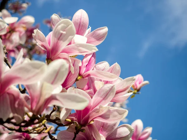 Superbes Magnolias Roses Fleurissent Dans Les Jardins Strasbourg Énormes Fleurs — Photo