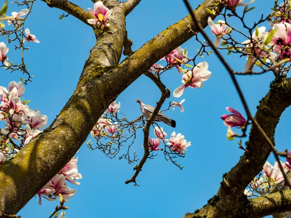 Superbes Magnolias Roses Fleurissent Dans Les Jardins Strasbourg Énormes Fleurs — Photo